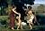Bouguereau William-Adolphe - Pastorale.jpg Bouguereau William-Adolphe - Pastorale.jpg